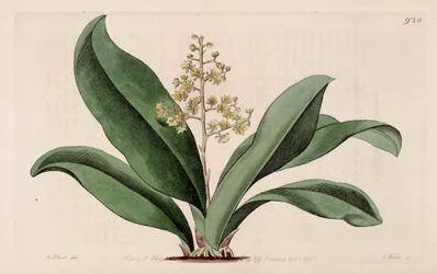Illustration av Trichocentrum pumilum (som syn. Oncidium pumilum).